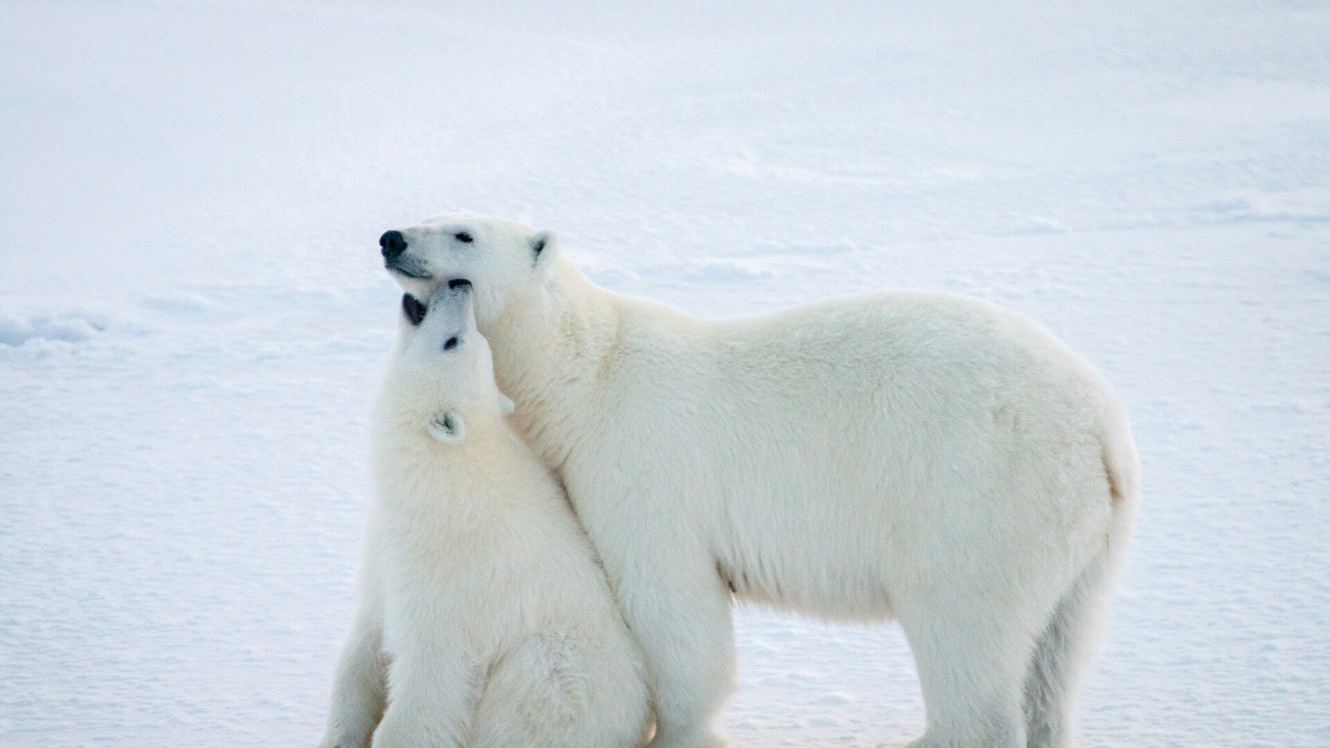 Zwei Eisb&auml;hren beim Spiel miteinander auf einem Eisfeld.