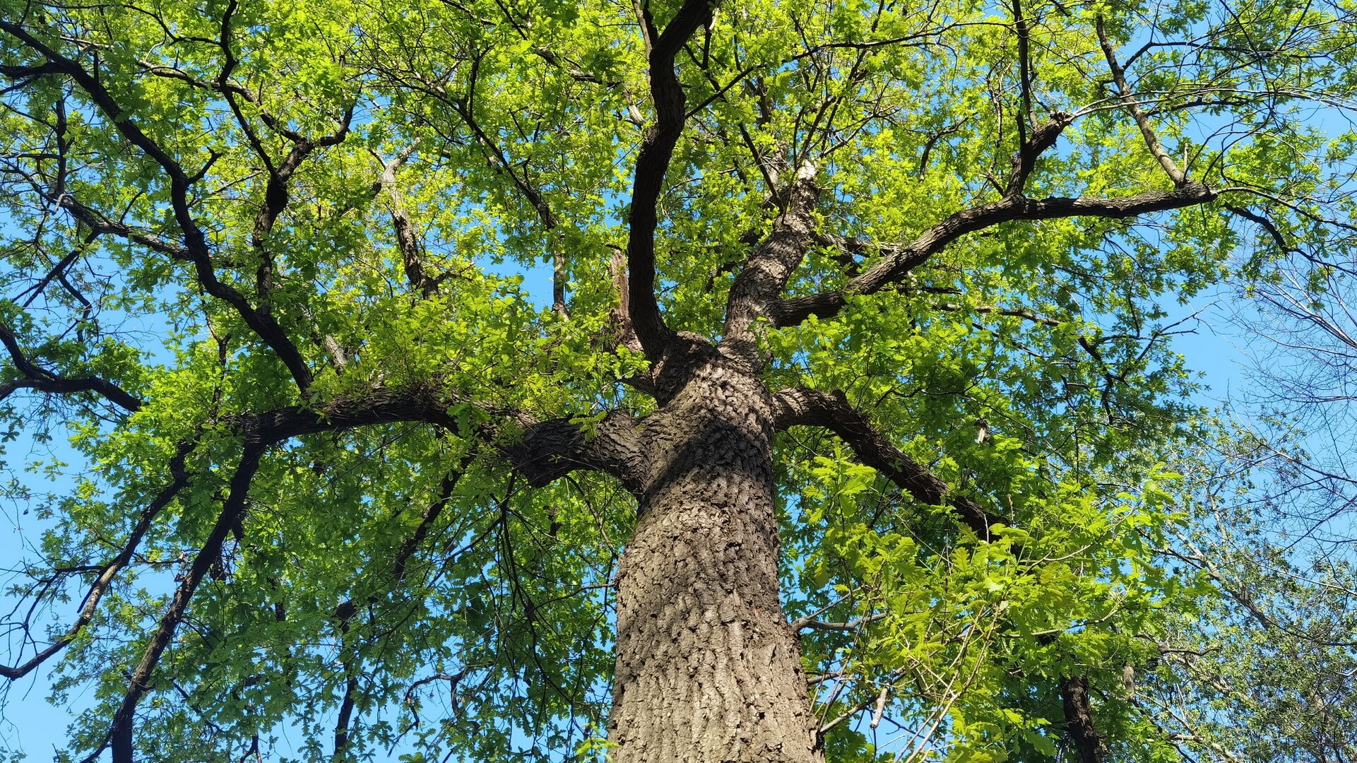 Blick von unten in eine gr&uuml;ne Baumkrone.
